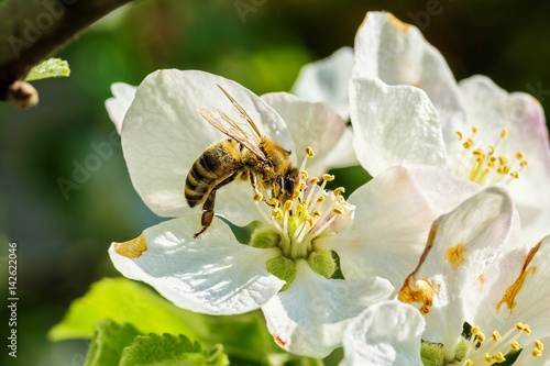 Bee on spring flower apple tree, close-up