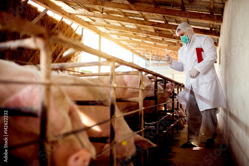 Veterinarian examining pig farm for some disease, checking each pig health.