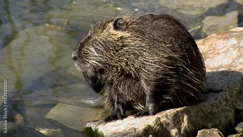 Ein Nutria bei der Fellpflege am Flussufer (Großaufnahme) Ein Nutria bei der Fellpflege am Flussufer (Großaufnahme)