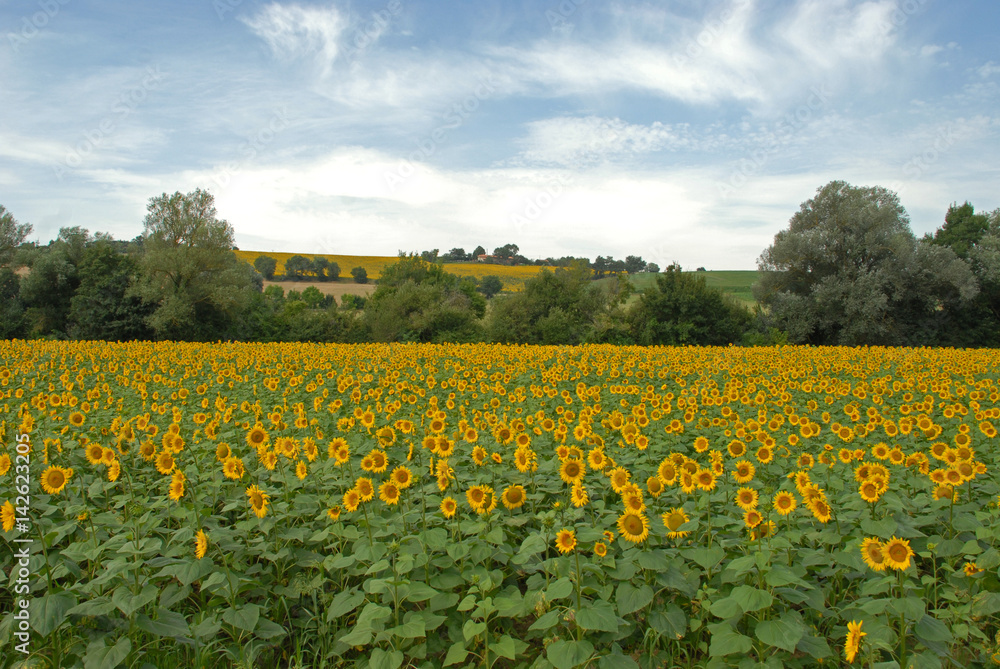 Sunflower Field