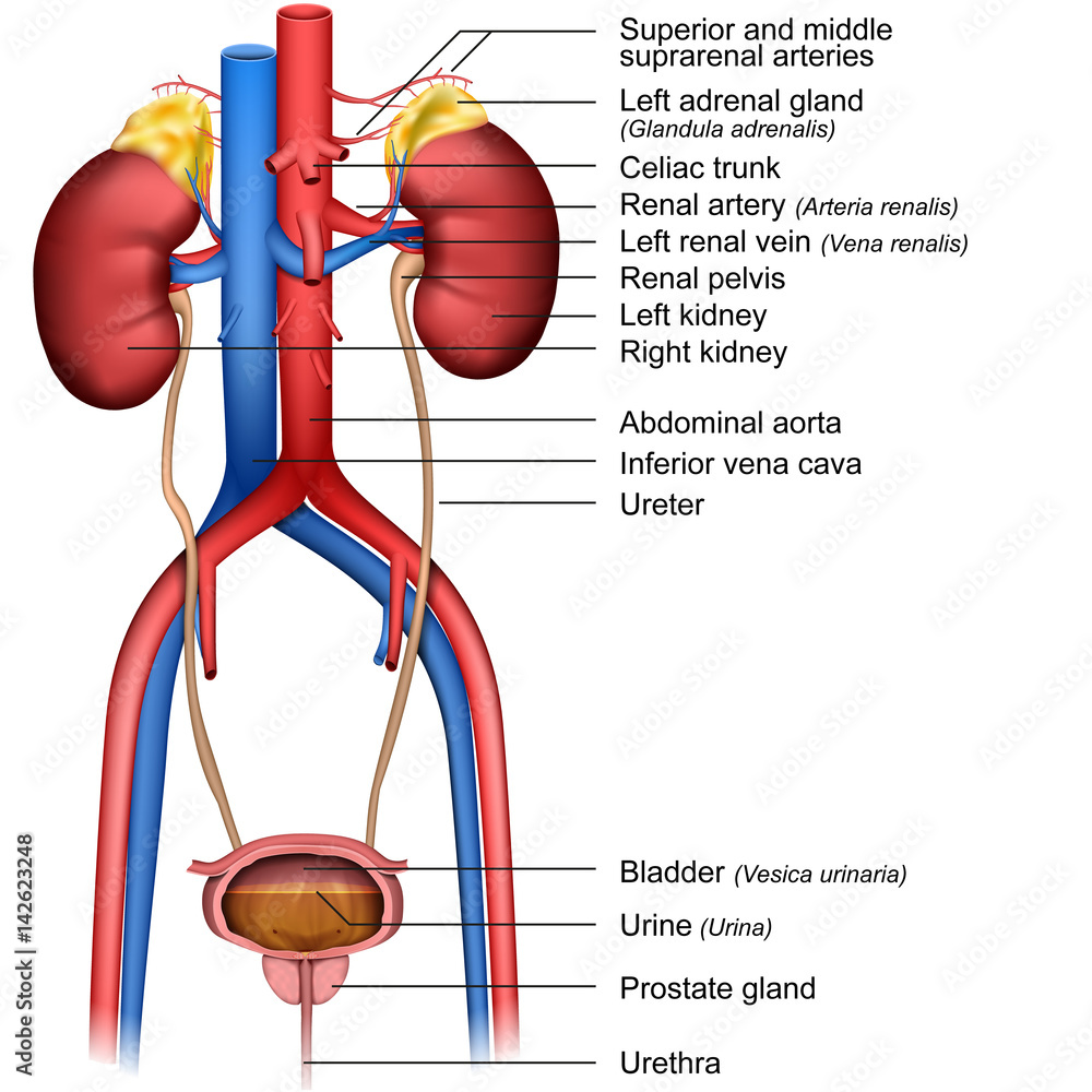Vetor de Anatomy kidney and bladder, vector illustration do Stock