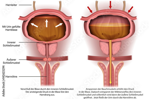 Anatomie der Harnblase, Harndrang vector illustration photo