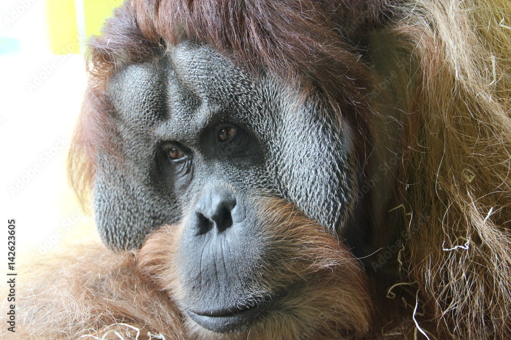 Obraz premium Orang Utan in Hellabrunn