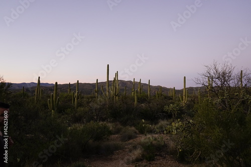 Saguaro National Park desert
