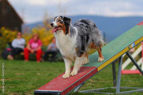 Australian shepherd in agility