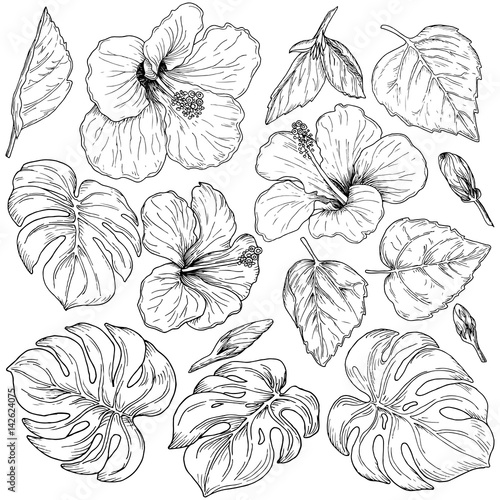 Tropical flowers and palm leaves  hand drawn monochrome botanical set isolated on white background. Vintage vector illustration.