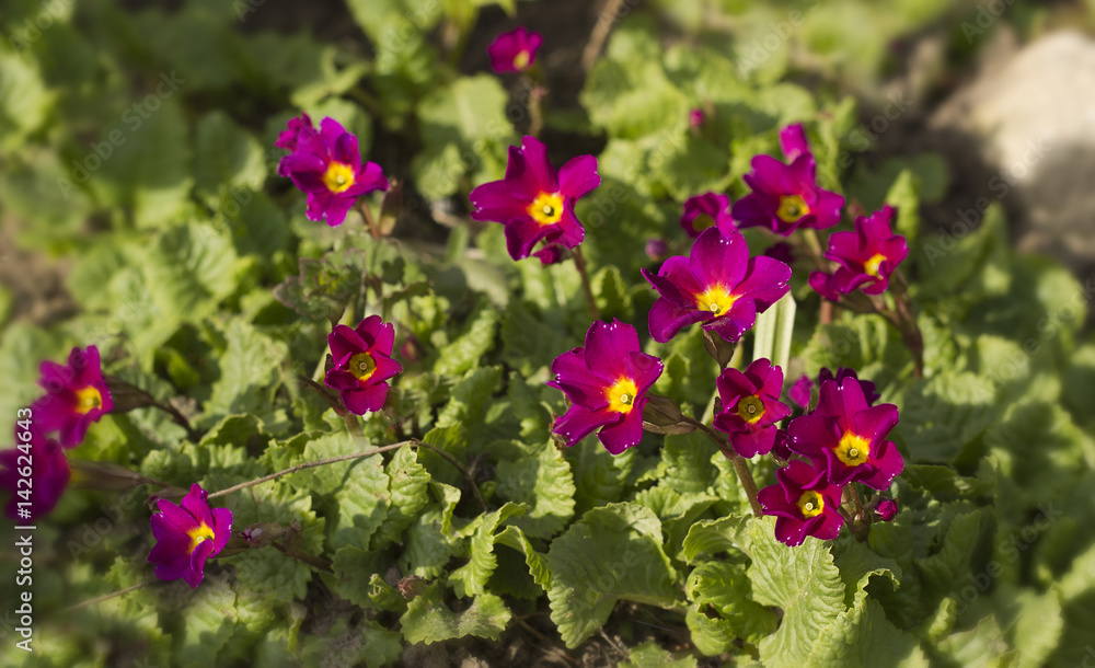 Beautiful spring flowers in the garden. Primrose. Beautiful spring flowers in the garden. Primrose.