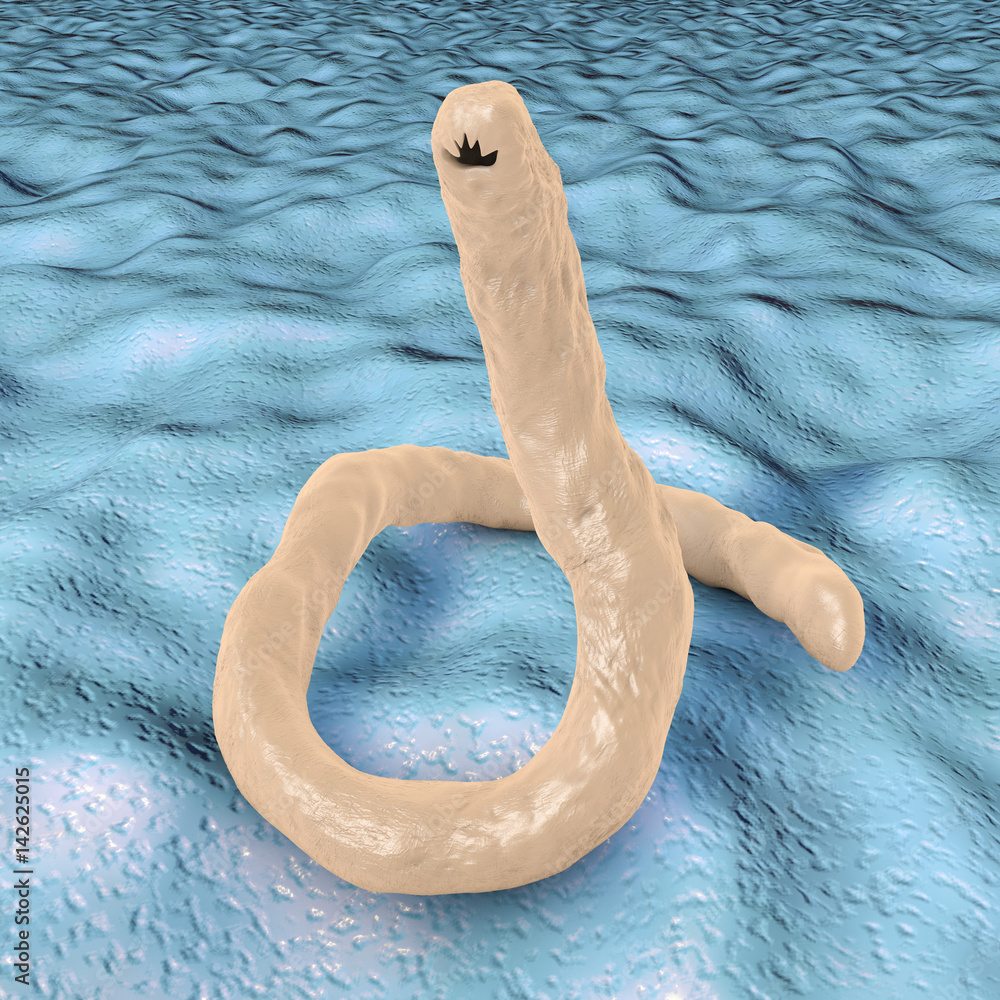Parasitic hookworm Ancylosoma, 3D illustration. Ancylostoma duodenale