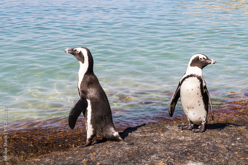 Fototapeta premium African Penguins