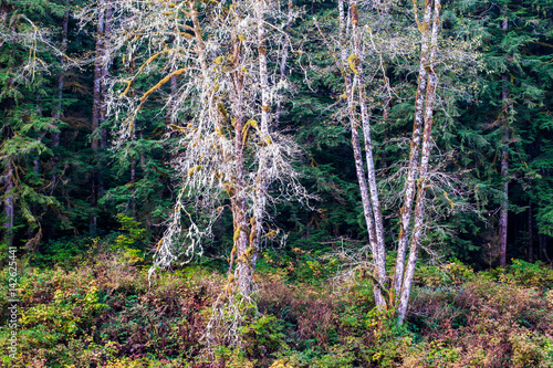 Autumn Colors, Turlo Creek Camground, Verlo, Washington, 2015 photo