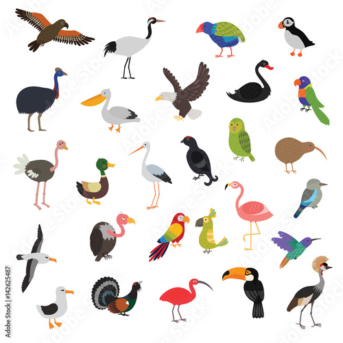 big vector birds set
