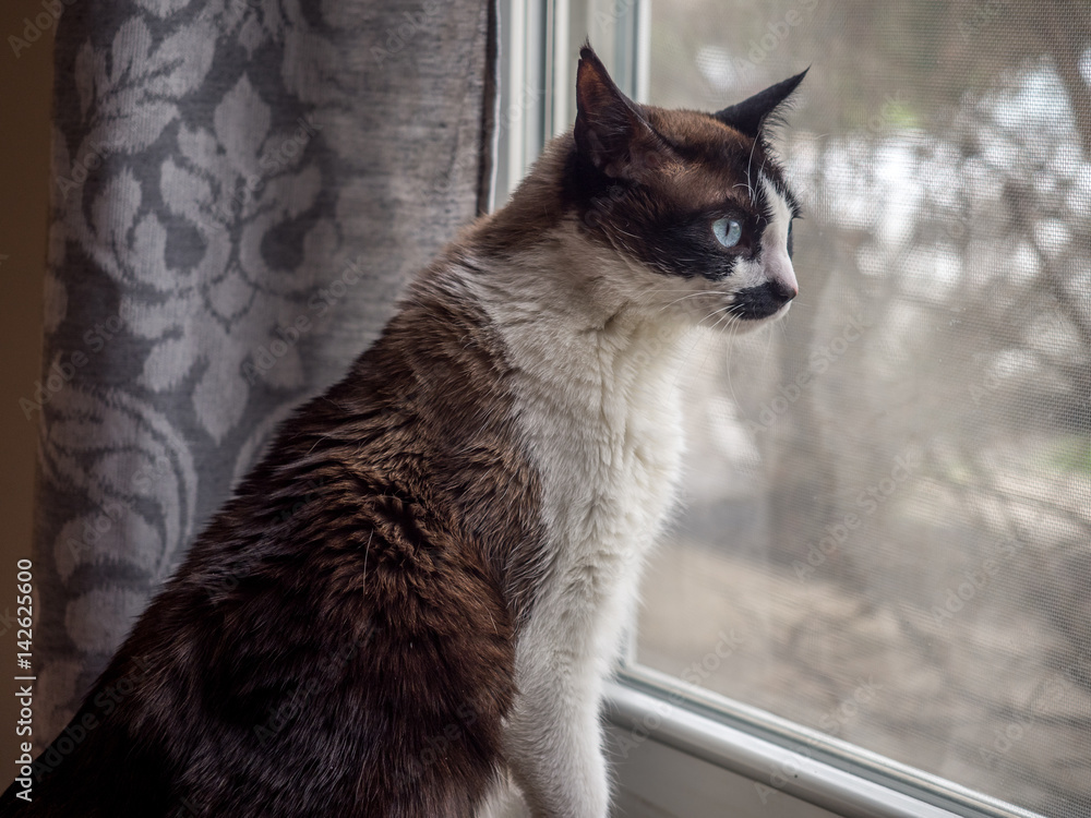 Snowshoe siamese looking out the window
