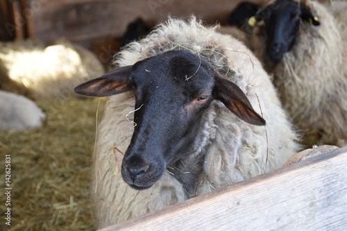 Rhön Schaf