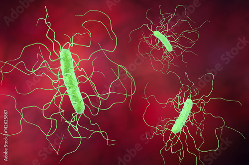 Clostridium difficile bacteria, 3D illustration. Bacteria which cause pseudomembraneous colitis and are associated with nosocomial antibiotic resistance photo