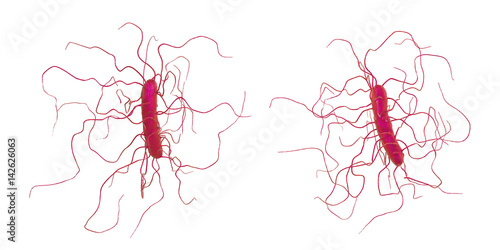 Clostridium difficile bacteria isolated on white background, 3D illustration. Bacteria which cause pseudomembraneous colitis and are associated with nosocomial antibiotic resistance photo