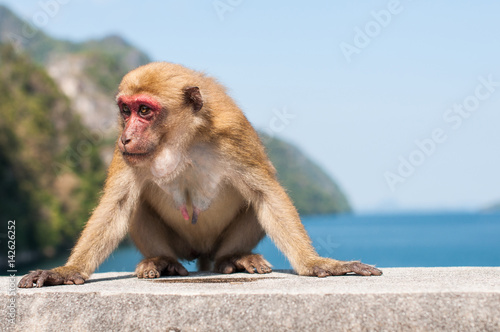 Monkey on the dam wall © Panot