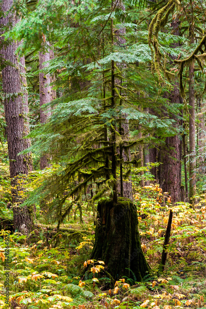 Autumn Nurse Stump, Mountain Loop Highway, Washington, 2015 Autumn Nurse Stump, Mountain Loop Highway, Washington, 2015