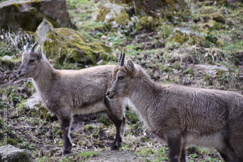 Steinböcke