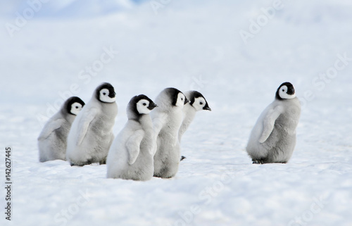 Emperor Penguins chicks