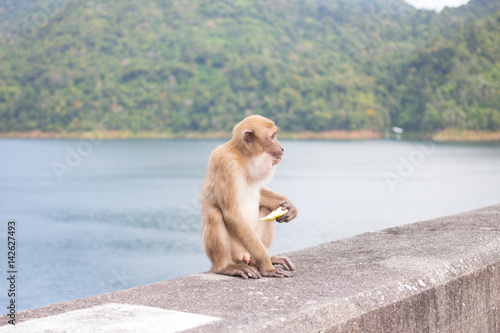 hungry long tail monkey eat fruit and banana