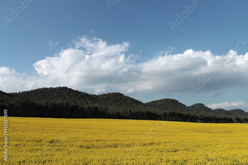 CAMPO DE COLZA