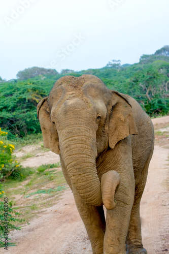 Wild Elephant In Yala National Park, Yala Is The Most Visited And Second Largest National Park In Sri Lanka