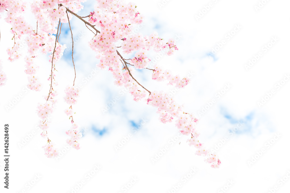 Fototapeta premium Spring style