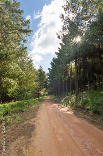 Dirt road through pine plantation