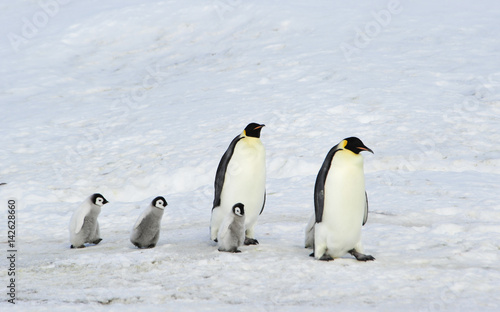 Emperor Penguins with chick