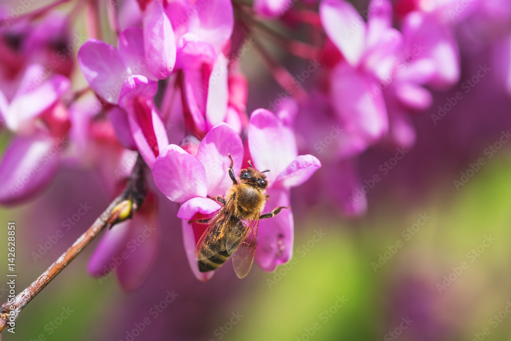 Bee gathers honey from purple flowers on the tree in springtime Bee gathers honey from purple flowers on the tree in springtime