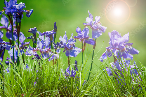 Fototapeta Naklejka Na Ścianę i Meble -  Iris sibirica on a natural background