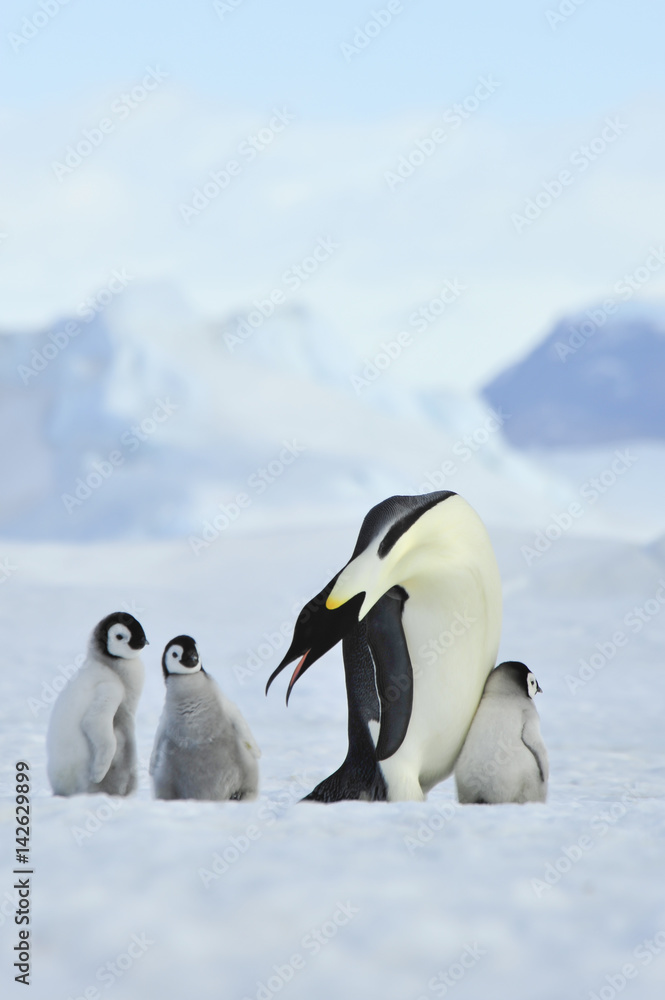 Obraz premium Emperor Penguins with chick