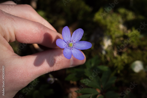Lila Leberblümchen im Frühling, Blumen pflücken