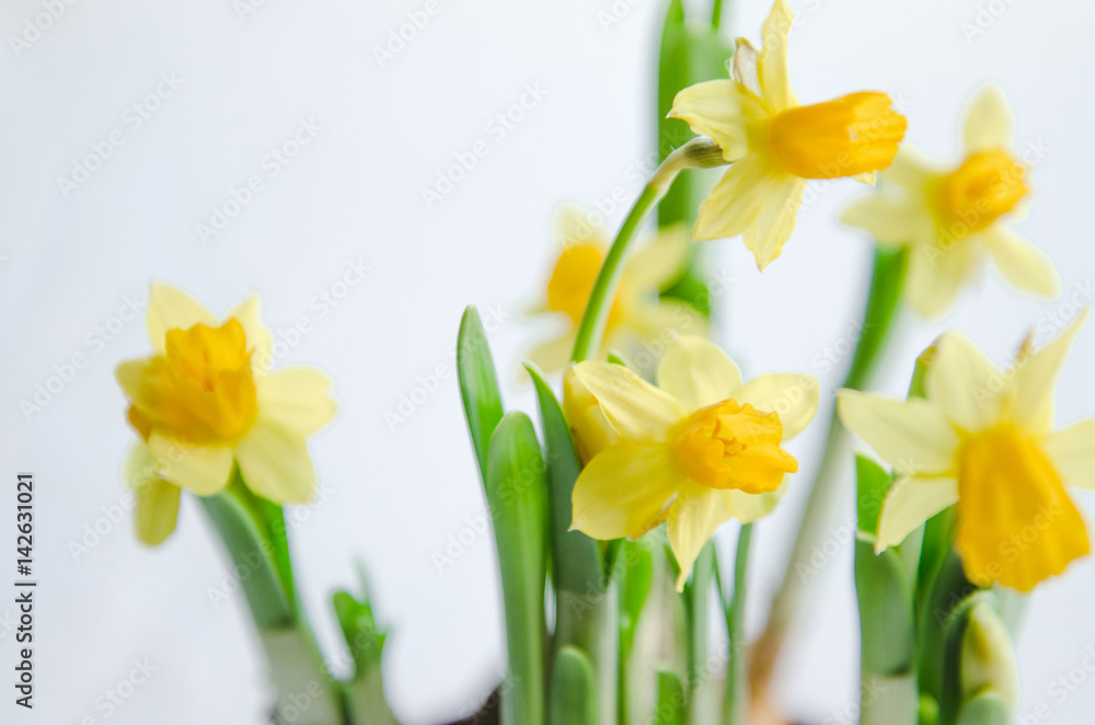 Spring easter background with yellow daffodils bouquet in pot with sunlight on white background. Flowers cleaning concept. Holiday concept