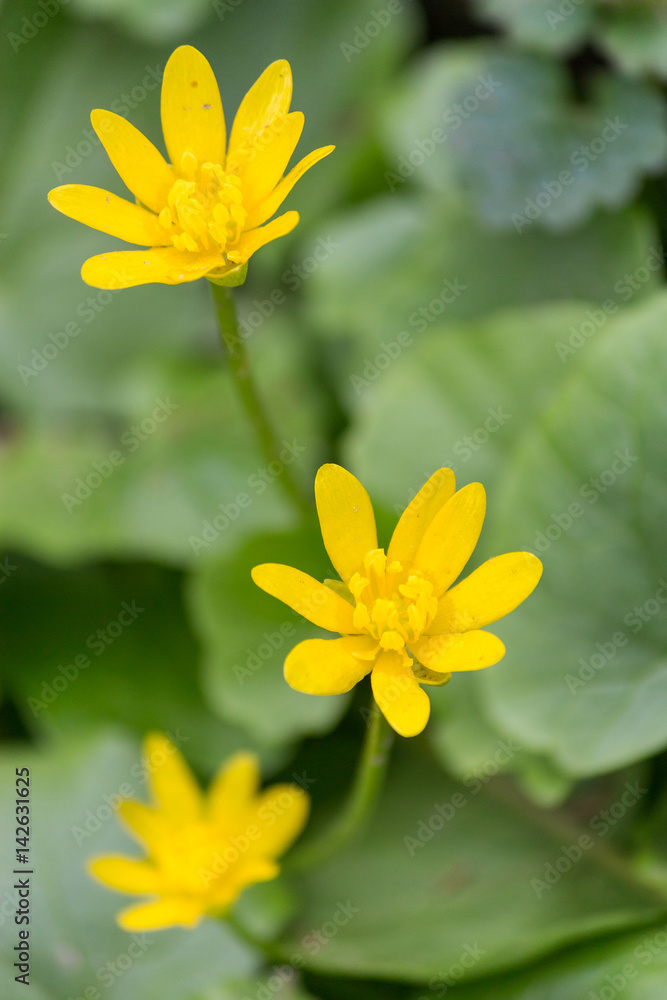 Trio of Buttercups (Ficaria verna) commonly known as lesser celandine grows on a spring European meadow. Soft focus spring background. Trio of Buttercups (Ficaria verna) commonly known as lesser celandine grows on a spring European meadow. Soft focus spring background.