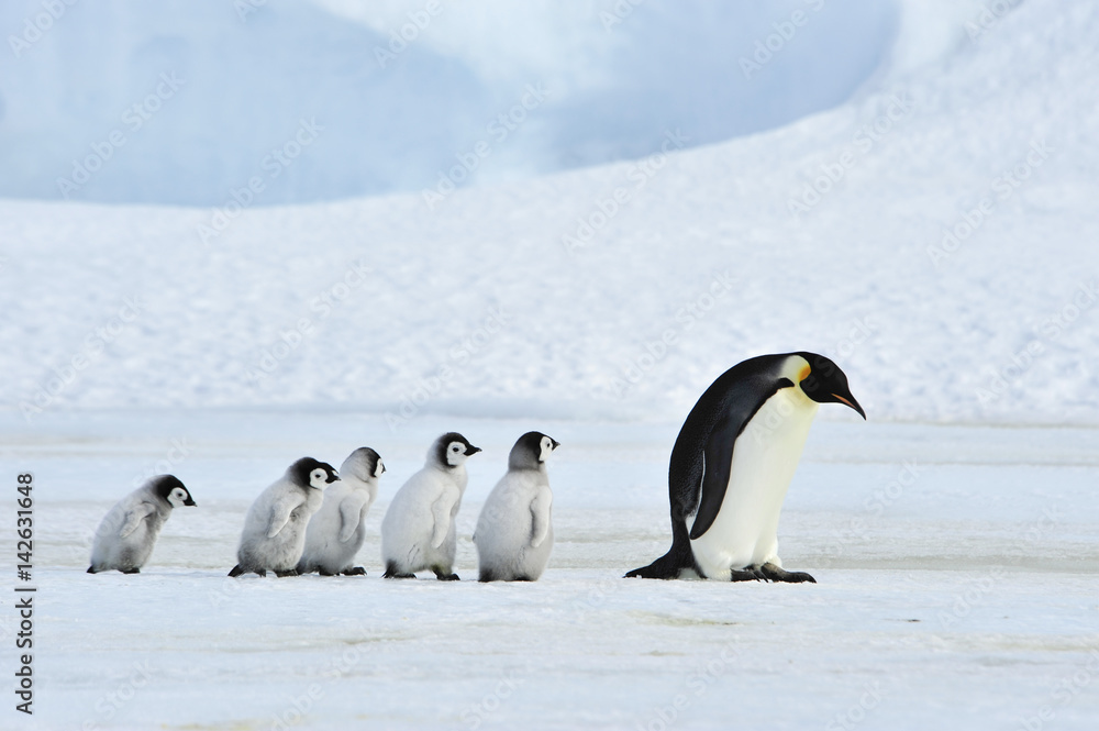 Obraz premium Emperor Penguins with chick