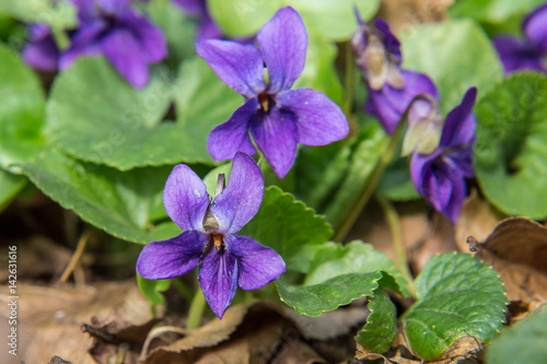 Wallpaper Mural Wild violet flowers closeup (Viola reichenbachiana) growing in the woods. Torontodigital.ca