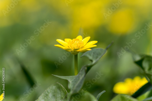 Buttercup  Ficaria verna  commonly known as lesser celandine grows on a spring European meadow. Single flower closeup. Soft focus spring background.