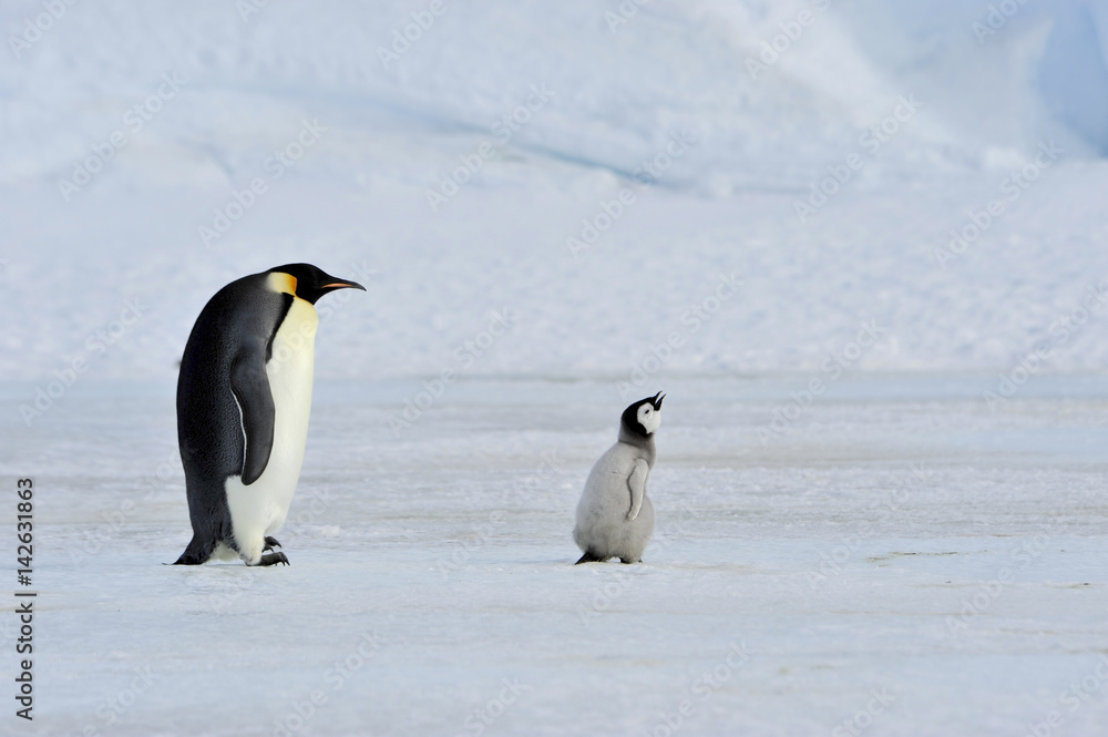 Naklejka premium Emperor Penguins with chick