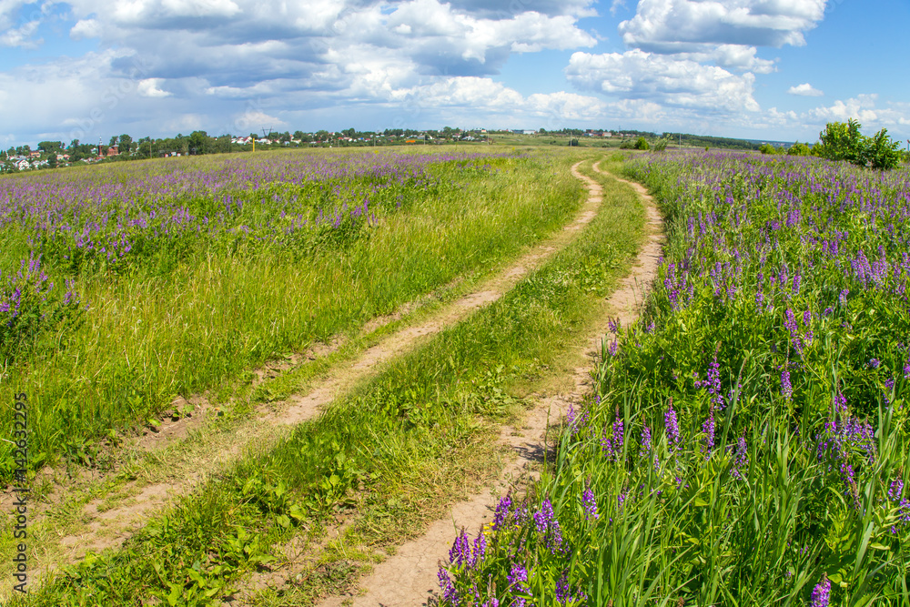 Beautiful summer landscape with bright flowers and blue sky. Countryside road through the field with pink and purple lupines Beautiful summer landscape with bright flowers and blue sky. Countryside road through the field with pink and purple lupines