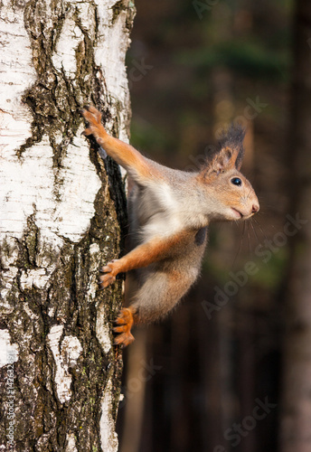 Red squirrel posing on the birch © mbongo