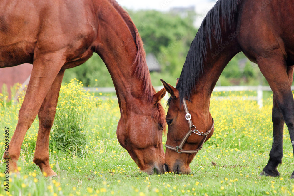 Obraz premium Two horses grazing on the pasture