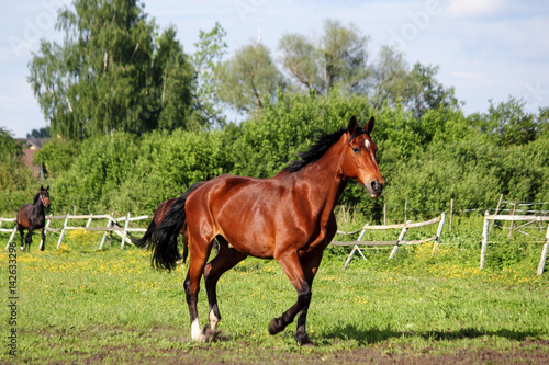 Brown horse running home in the summer day