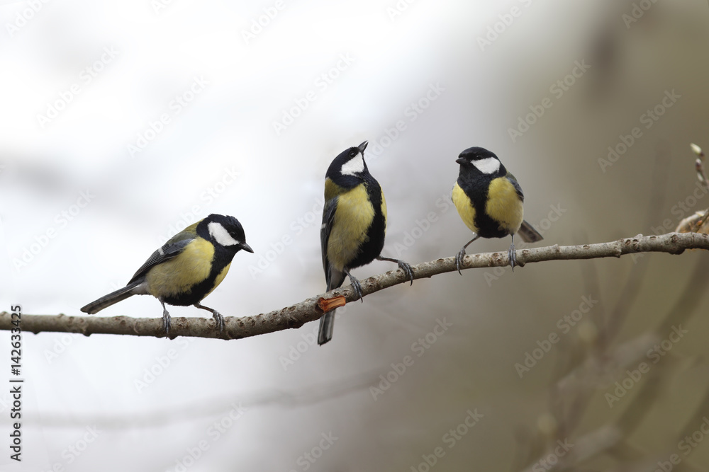 Fototapeta premium Three little tits singing sit on one branch