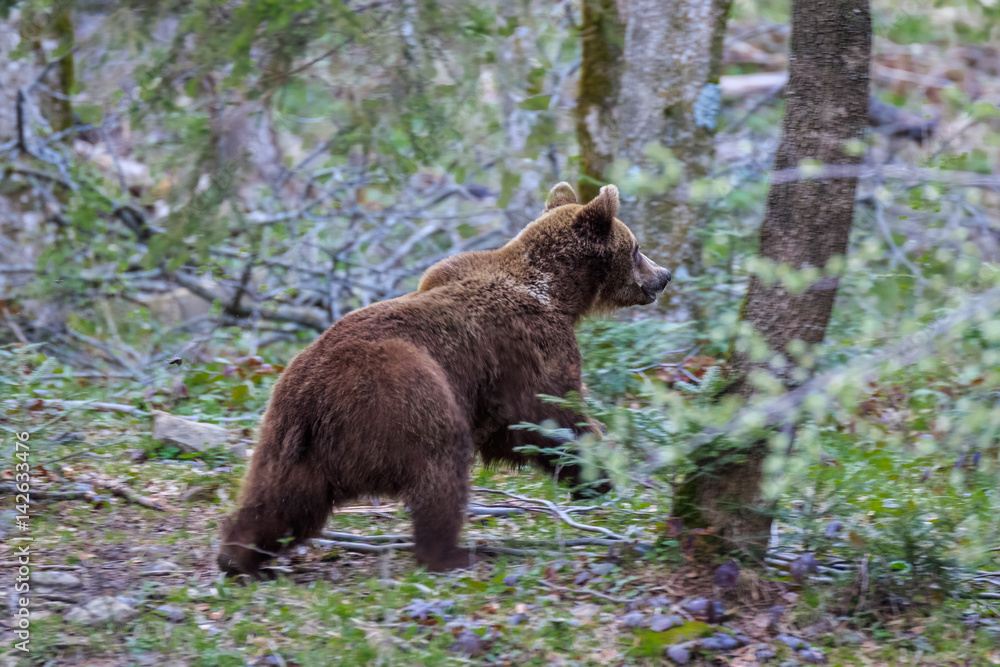 wild bear wild bear