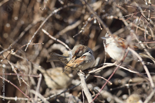A sparrow in the bushes fulfills a strategically important task - it cleans feathers ...