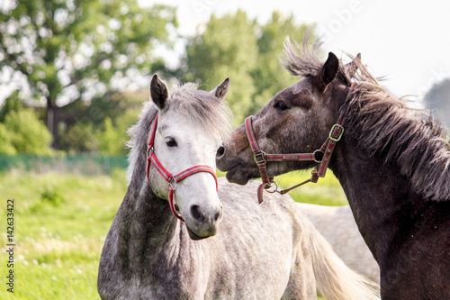 Two cute ponys playfully fighting each other