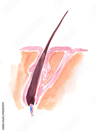Scheme of growing human hair and epidermis painted in watercolor on clean white background