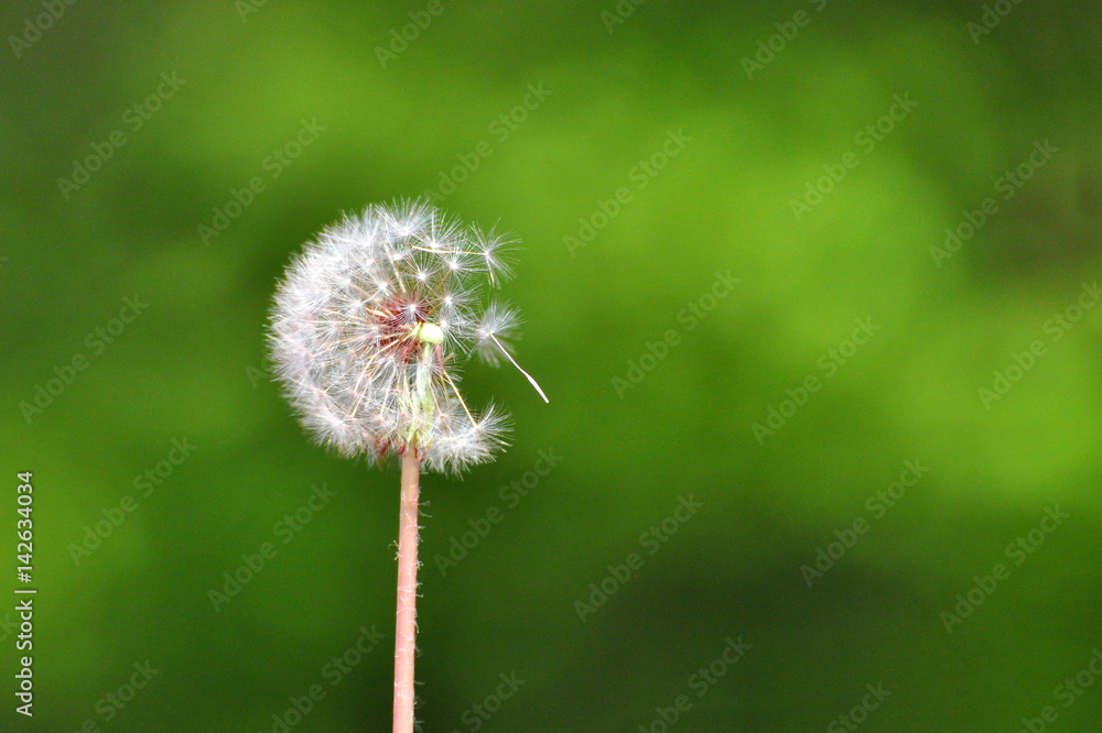 Dandelion with seeds blowing away in the wind, Close up of dandelion spores blowing away