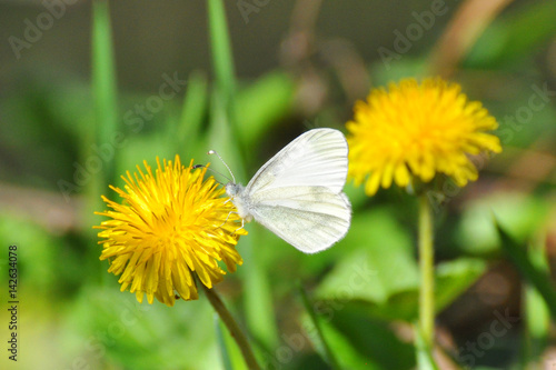 Leptidea sinapis butterfly close-up on a dandelion flower. The Wood White butterfly in spring